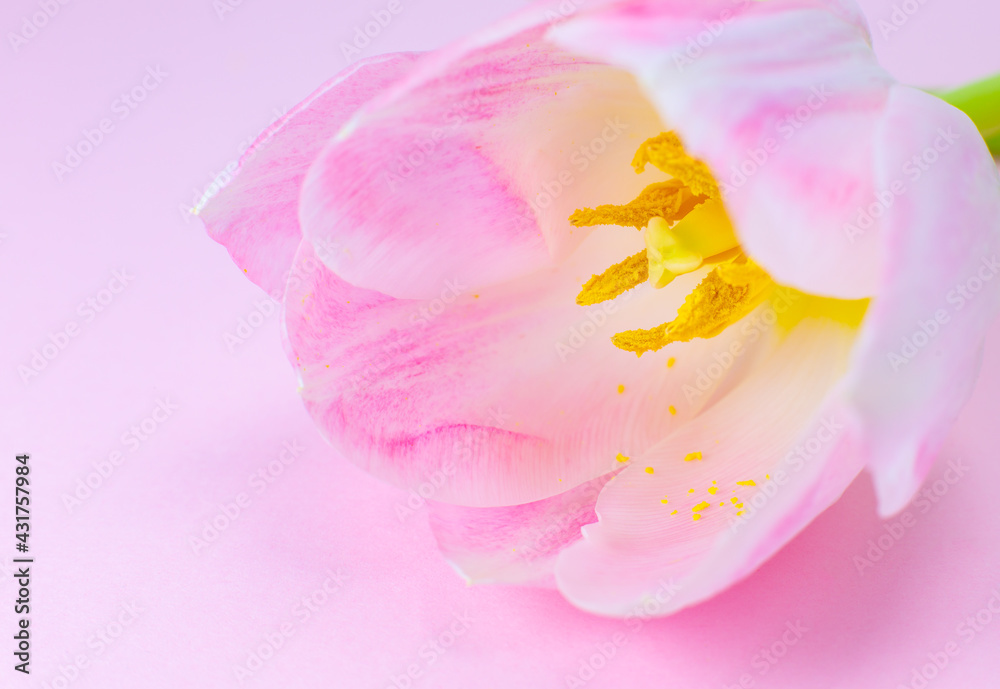 Pink tulip on the pink background. Congratulation postcard for mother's day or international women's day. Minimalism, beautiful natural wallpaper. Spring flowers. Pink tulip on the pink background. Congratulation postcard for mother's day or international women's day. Minimalism, beautiful natural wallpaper. Spring flowers.