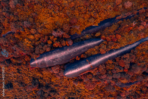 Aerial view of three whales rock or Hin Sam Whales in Phu Sing Country park in Buegkan province, Thailand.