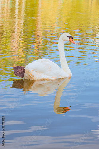 Cygnus