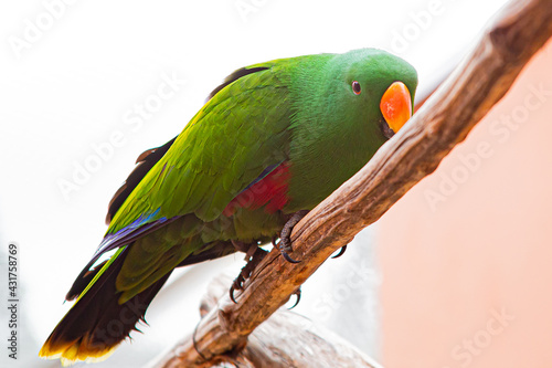 Eclectus roratus