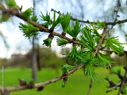 Obraz na płótnie larch tree spring leaf leaves 