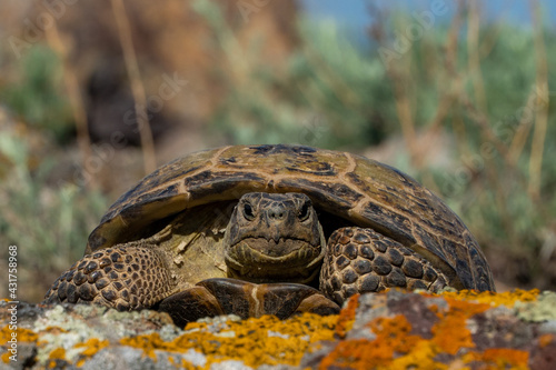 land turtle in the steppe. turtle crawling