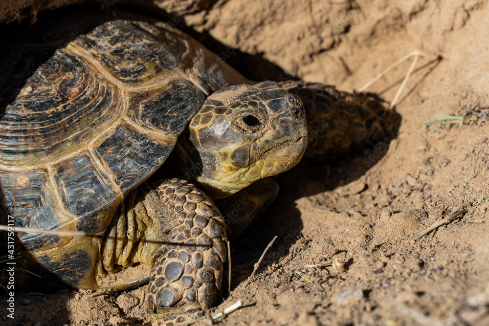Fototapeta premium land turtle in the steppe. turtle crawling