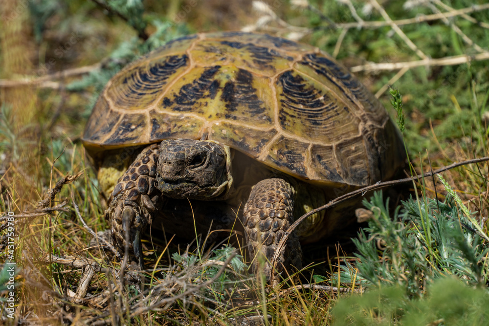 land turtle in the steppe. turtle crawling land turtle in the steppe. turtle crawling