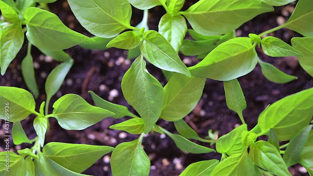 Small bell pepper plants with beautiful green color Small bell pepper plants with beautiful green color