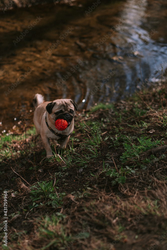 Obraz premium Dog walking in the park