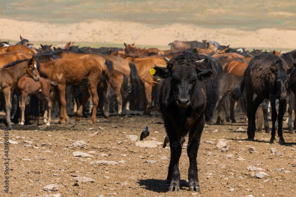 Fototapeta premium cows graze in the meadow. cows graze at the foot of the mountains. pets walk in the steppe
