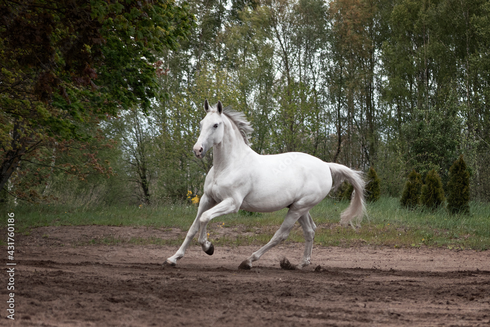 Grey latvian breed horse cantering in the sand field near woods. Grey latvian breed horse cantering in the sand field near woods.