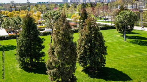 View from observation deck of three young Sequoiadendron giganteum (Giant sequoia or giant redwood) and French Park. Public city Landscape Park 