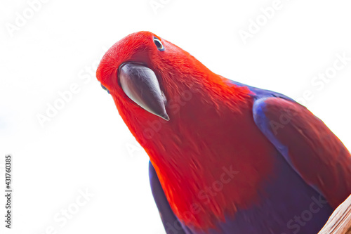 Eclectus roratus
