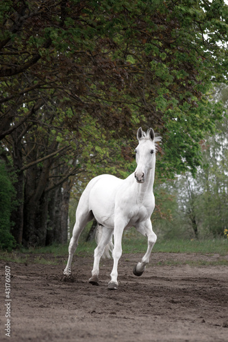 Grey latvian breed horse cantering in the sand field near woods.