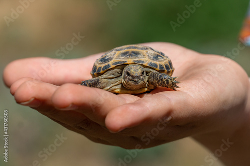 small turtle on the palm of a man