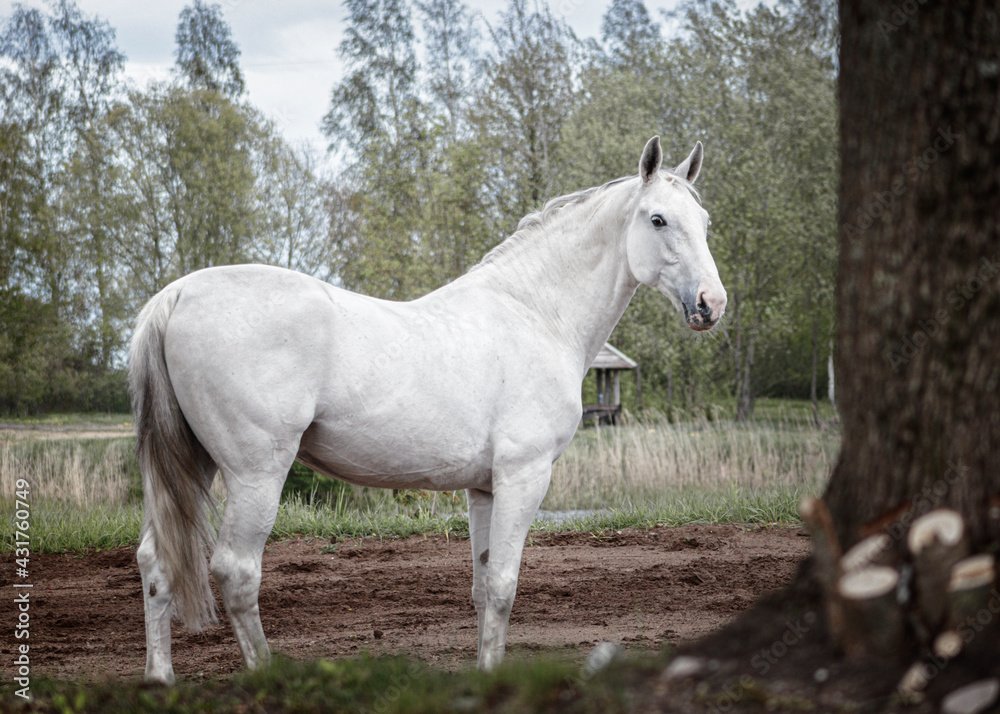 Light grey latvian breed horse standing sideways showing his posture and conformation.