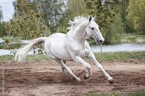 Grey latvian breed horse cantering in the sand field near woods. © aurency