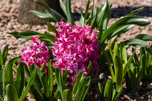 Pink Hyacinthus orientalis  common hyacinth  garden or Dutch hyacinth  in flower bed in French Garden. Close-up. Public city landscape park  Krasnodar . Flowers in early spring. Selective focus.
