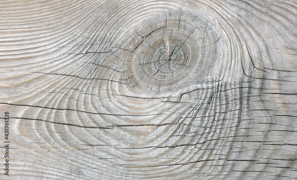 Fototapeta premium Natural texture of grey old pine board with big knot