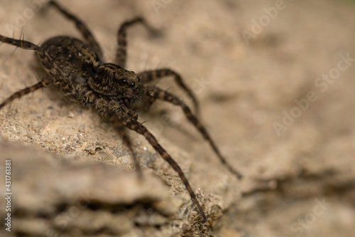 Jumping spider (salticidae) on a rock.