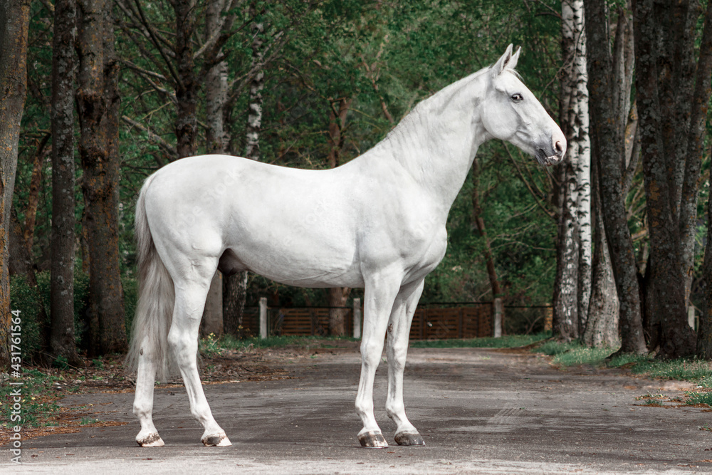 Light grey latvian breed horse standing sideways showing his posture and conformation. Light grey latvian breed horse standing sideways showing his posture and conformation.