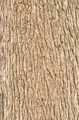 Wood texture cortex, bark tree background 