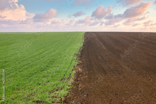 Фотография young green wheat and plowed field landscape in springtime agriculture