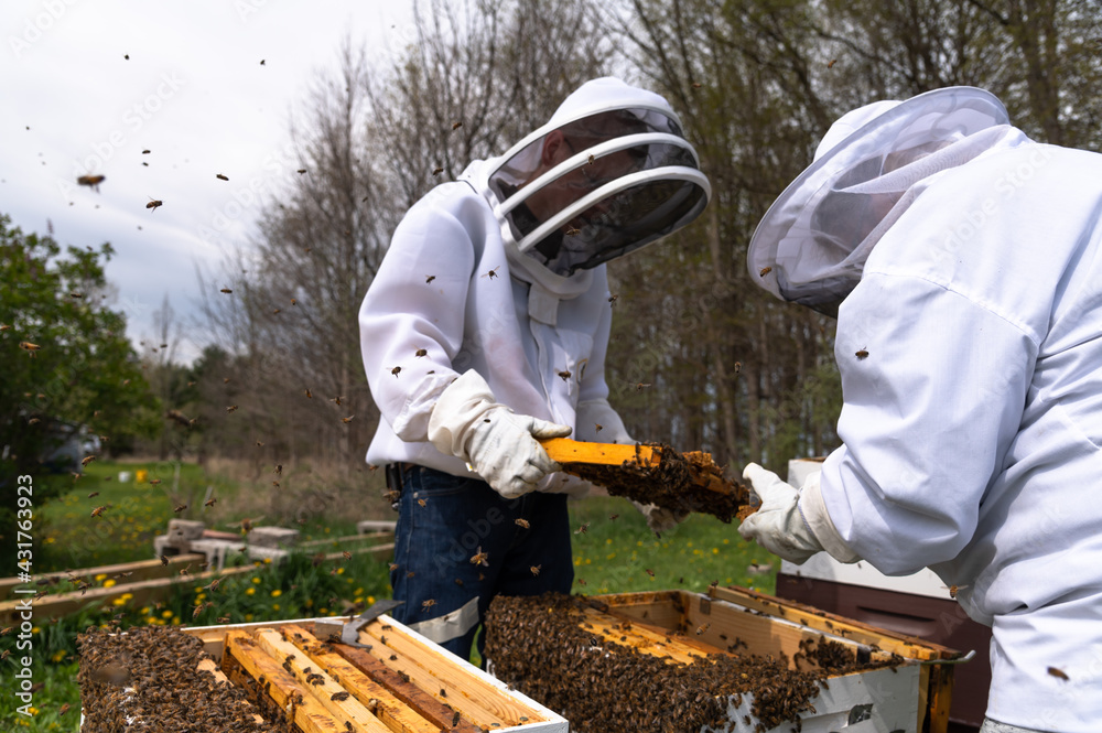 Two Beekeepers Inspecting Honey Bee Frames Two Beekeepers Inspecting Honey Bee Frames