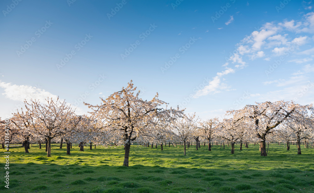 orchard with blossoming cherry trees under blue sky in spring orchard with blossoming cherry trees under blue sky in spring