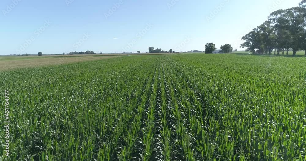 Beautiful landscape of a green field. Flight over cornfield and green soybeans. Crop field top view. Beautiful landscape of a green field. Flight over cornfield and green soybeans. Crop field top view.