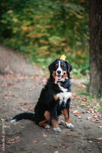 Bernese Mountain Dog breed dog in a crown sitting in the park among the grass in summer