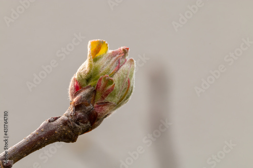 Fotografie, Obraz apple blossom buds