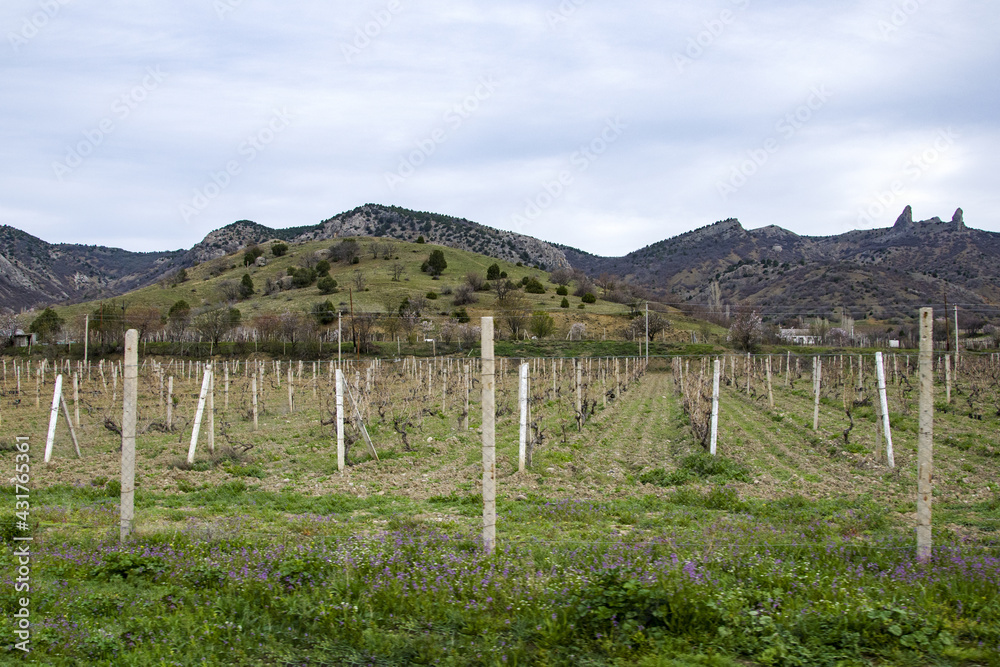 Vineyard valley, vines are tied in even rows. A fertile valley among the hills. Rows of vineyards in spring.