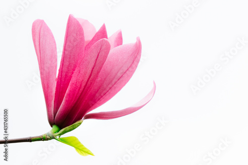Pink magnolia on a white background.