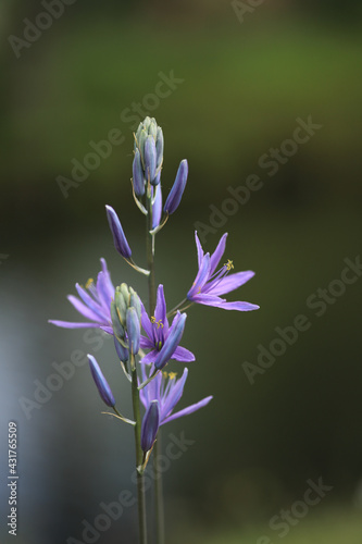 Wiesenlilie, Prärielilie