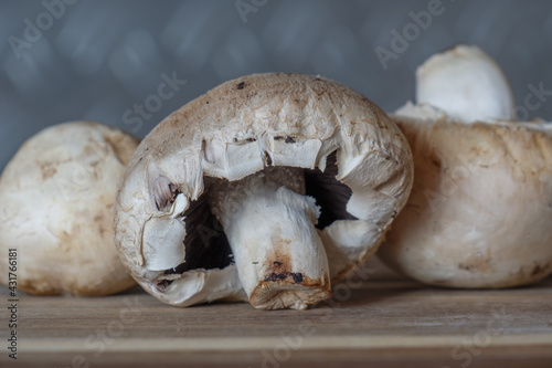 Makro: Pilze / Weiße Champignons (Zuchtchampignon / Kulturchampignon)