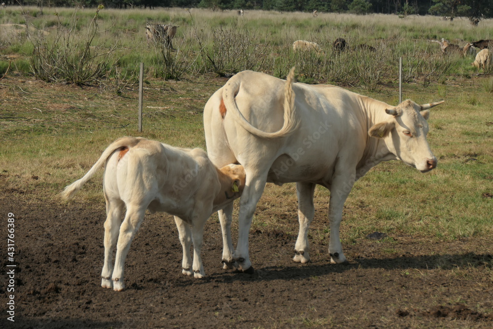 White cow and calf. Calf drinks from behind at the cow, seen from the side. White cow and calf. Calf drinks from behind at the cow, seen from the side.