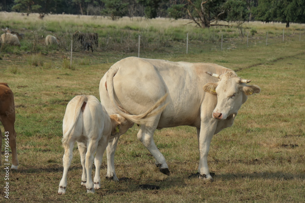 White cow and calf. Calf drinks from behind at the cow, seen from the side. White cow and calf. Calf drinks from behind at the cow, seen from the side.