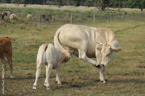 White cow and calf. Calf drinks from behind at the cow  seen from the side.