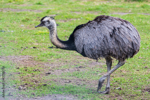 Greater rhea, species of flightless bird native to eastern South America. Other names for the greater rhea include the grey, common, or American rhea, nandu or ema walking on the grass, close up photo