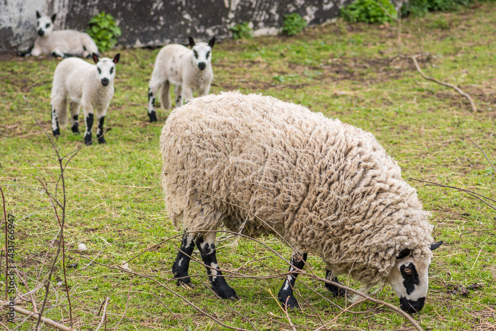 Kerry Hill sheep, is a breed of domestic sheep originating in the county of Powys in Wales, with white wool is white, and their legs are white with black markings grazing the grass with lambs Kerry Hill sheep, is a breed of domestic sheep originating in the county of Powys in Wales, with white wool is white, and their legs are white with black markings grazing the grass with lambs