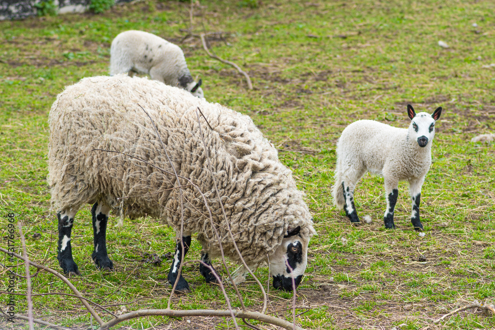 Kerry Hill sheep, is a breed of domestic sheep originating in the county of Powys in Wales, with white wool is white, and their legs are white with black markings grazing the grass with lambs