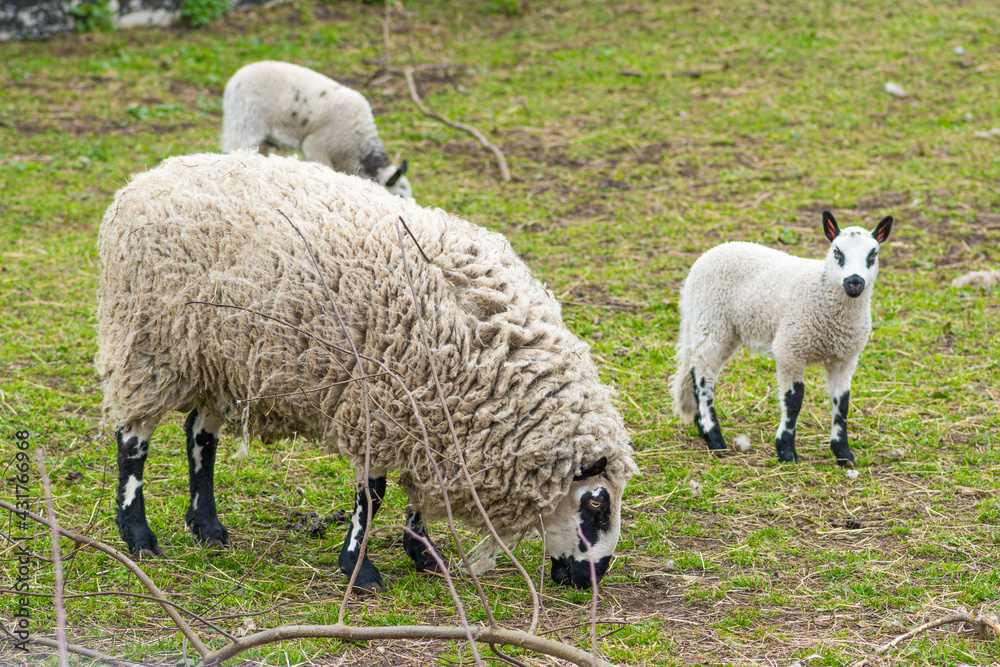 Kerry Hill sheep, is a breed of domestic sheep originating in the county of Powys in Wales, with white wool is white, and their legs are white with black markings grazing the grass with lambs Kerry Hill sheep, is a breed of domestic sheep originating in the county of Powys in Wales, with white wool is white, and their legs are white with black markings grazing the grass with lambs