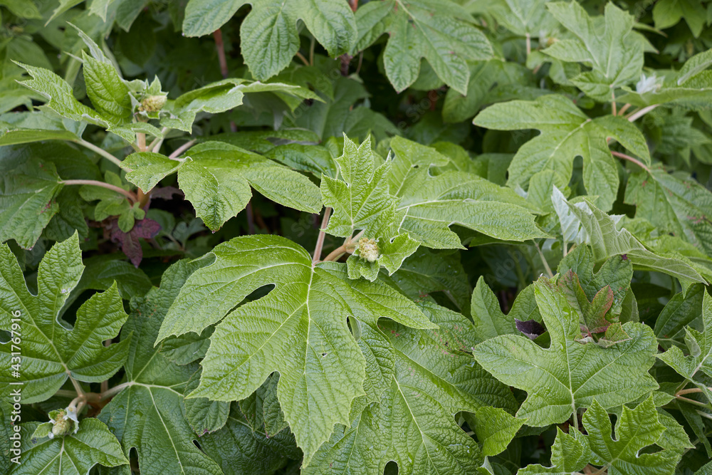 Obraz premium Hydrangea quercifolia 