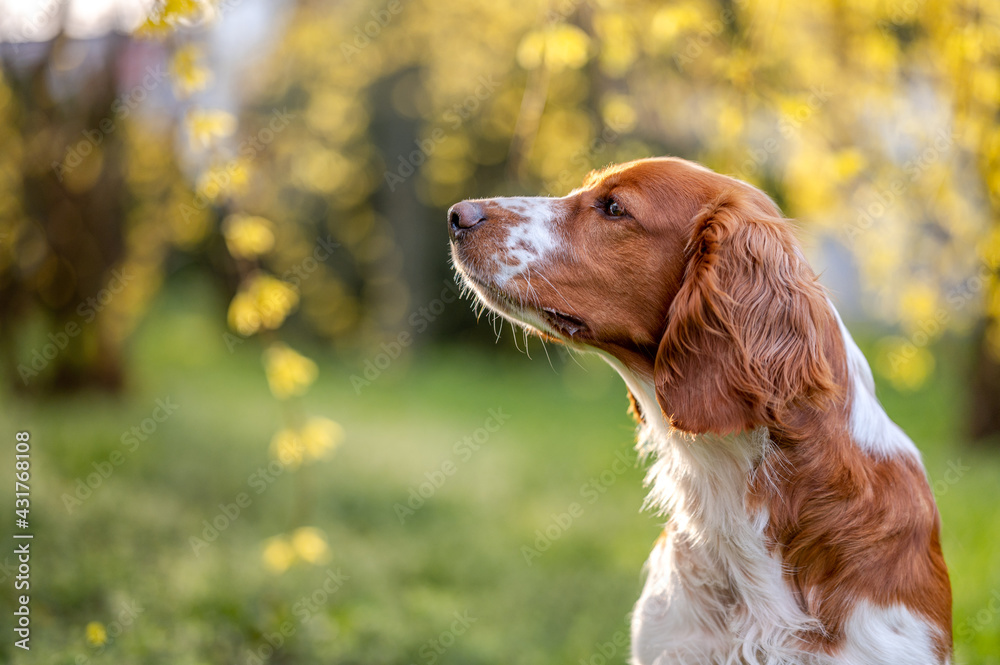 Healthy happy dog in flower forsythia in spring season.