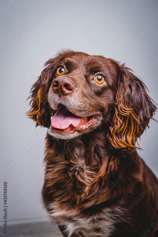 Chocolate colored Cocker Spaniel smiling and looking at the camera