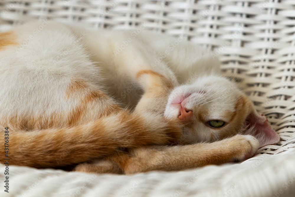 Filhote de gato sem raça definida deitado numa cadeira de vime. Filhote de gato sem raça definida deitado numa cadeira de vime.