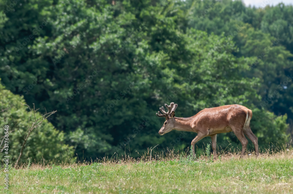 Fototapeta premium The Red Deer (Cervus elaphus) in Poland