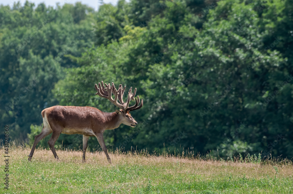 The Red Deer (Cervus elaphus) in Poland The Red Deer (Cervus elaphus) in Poland