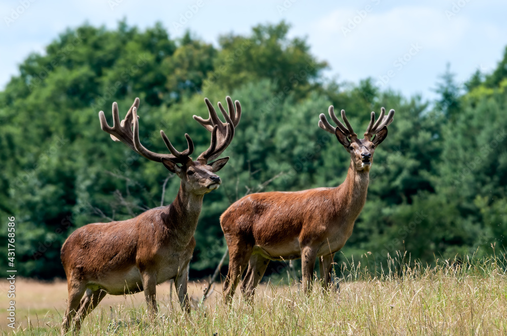 The Red Deer (Cervus elaphus) in Poland The Red Deer (Cervus elaphus) in Poland