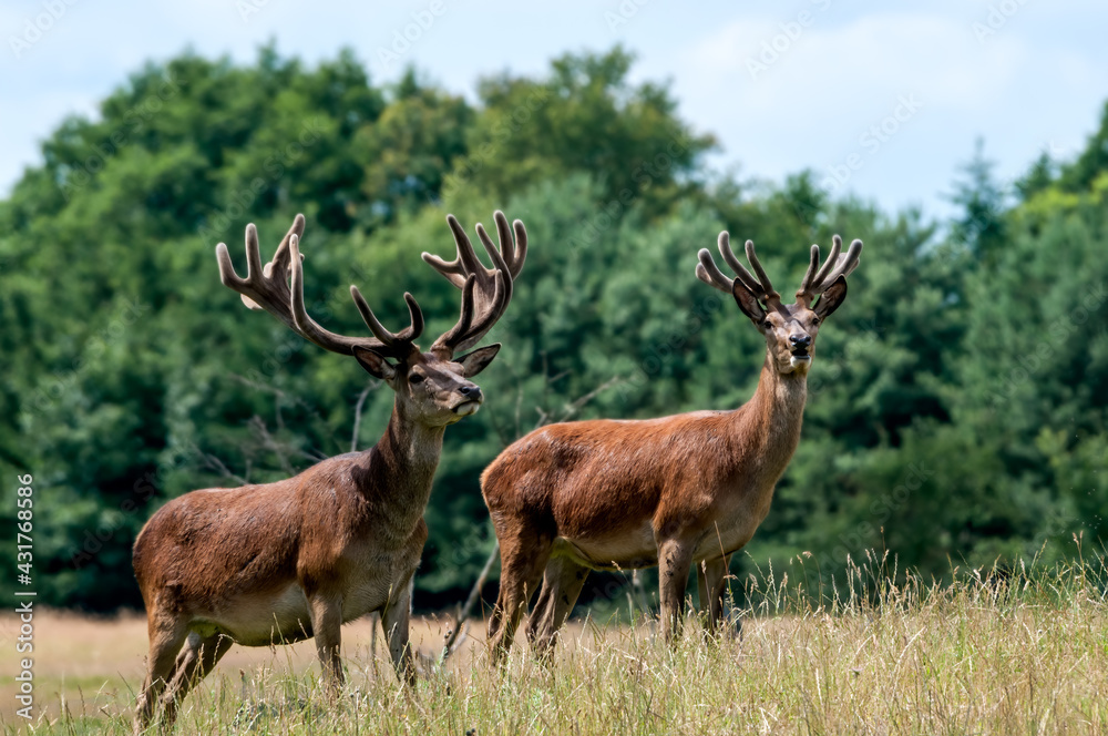 The Red Deer (Cervus elaphus) in Poland