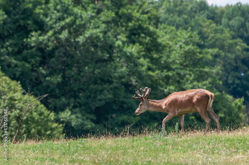 The Red Deer (Cervus elaphus) in Poland
