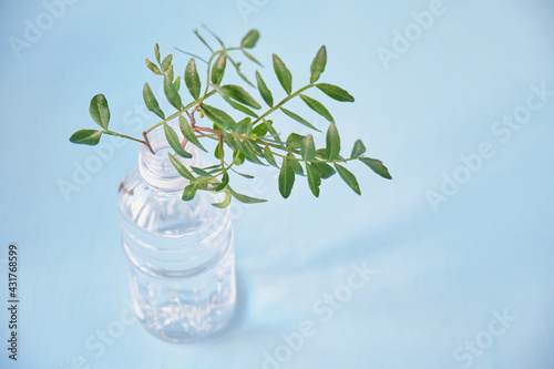 branch of pistachio tree with green leaves in a plastic bottle on a light blue background